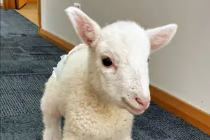 Aldgate lamb-lifestyle_1016x677-WEB.jpg