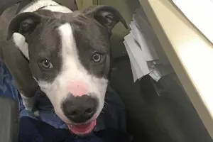 EH Strathalbyn Louie-lifestyle_1016x677-WEB.JPG